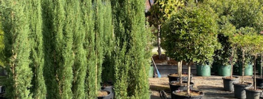 The Best Trees for Screening Narrow Spaces