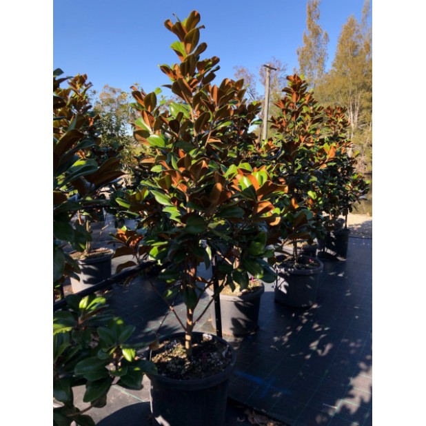 Magnolia grandiflora 'Teddy Bear'