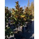 Magnolia grandiflora 'Teddy Bear'