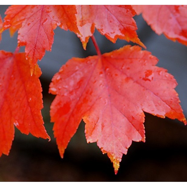 Acer rubrum 'October Glory' - Lipstick Maple