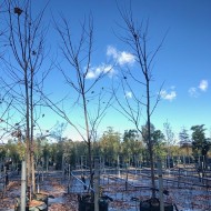 Acer rubrum October Glory, Autumn Red, Frank Jr Redpointe, April Splendour, Fairview Flame - Lipstick Maple, Canadian Maple