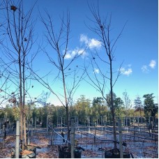 Acer rubrum October Glory, Autumn Red, Frank Jr Redpointe, April Splendour, Fairview Flame - Lipstick Maple, Canadian Maple