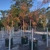 Acer palmatum 'Sango Kaku' / 'Senkaki' - Coral Bark Maple