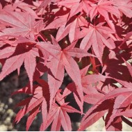 Acer palmatum 'Atropurpurem' - Japanese Maple