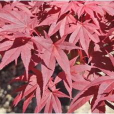 Acer palmatum 'Atropurpurem' - Japanese Maple