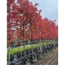 Acer x freemanii 'Autumn Blaze' - Maple