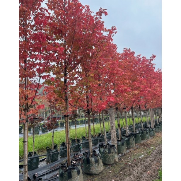 Acer x freemanii 'Autumn Blaze' - Maple