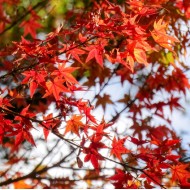 Acer palmatum - Japanese Maple