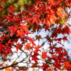 Acer palmatum - Japanese Maple