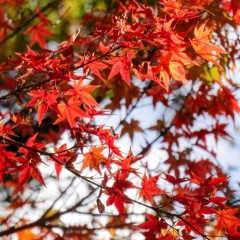 Deciduous Trees