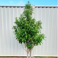 Backhousia citriodora - Lemon Myrtle