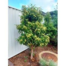 Backhousia citriodora - Lemon Myrtle