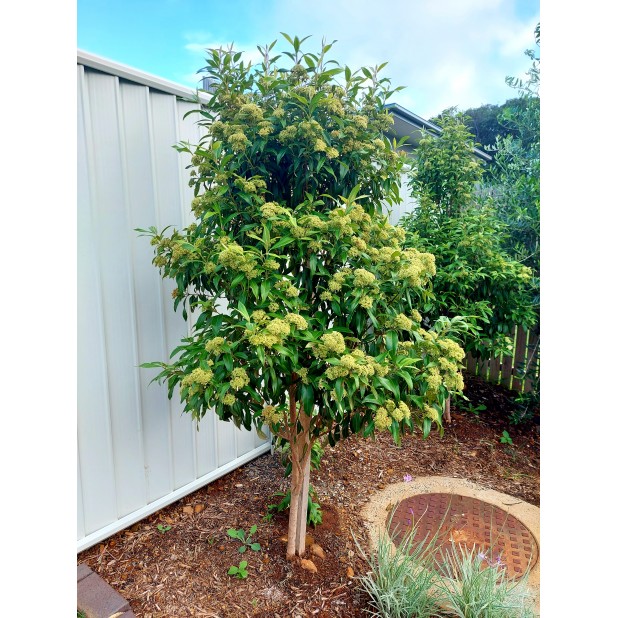 Backhousia citriodora - Lemon Myrtle