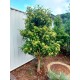 Backhousia citriodora - Lemon Myrtle