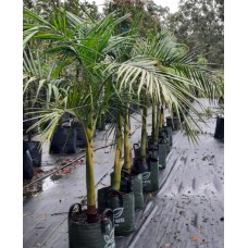 Archontophoenix cunninghamiana - Bangalow Palm