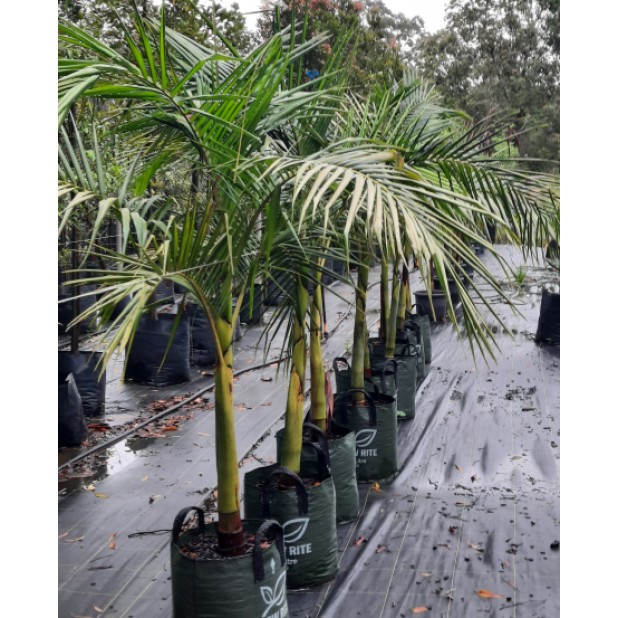 Archontophoenix cunninghamiana - Bangalow Palm
