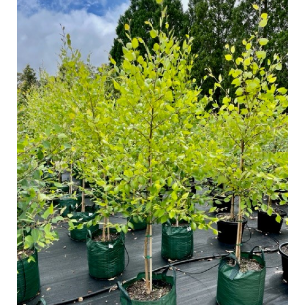 Betula nigra - Tropical Birch Tree, River Birch Betula nigra - Tropical Birch Tree, River Birch