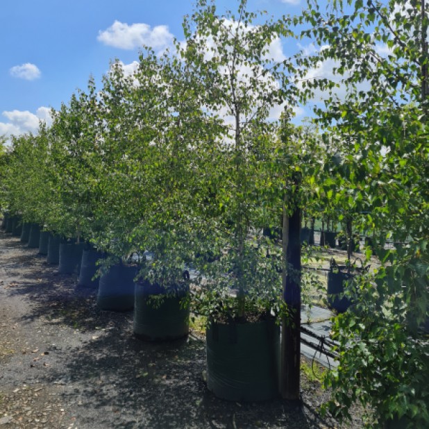 Betula pendula - Silver Birch
