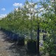 Betula pendula - Silver Birch