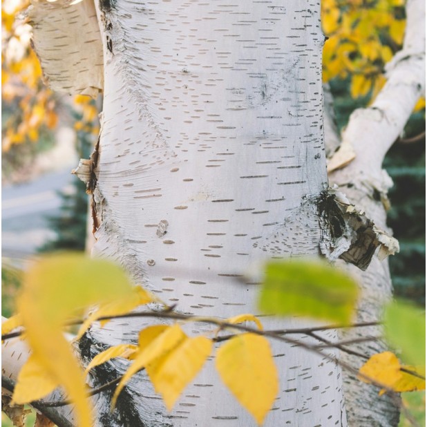 Betula pendula - Silver Birch