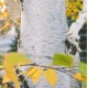 Betula pendula - Silver Birch