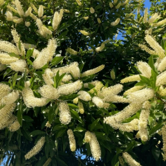 Street Trees