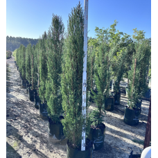 Cupressus sempervirens 'Nitschkes Needles' - Pencil Pine Conifer