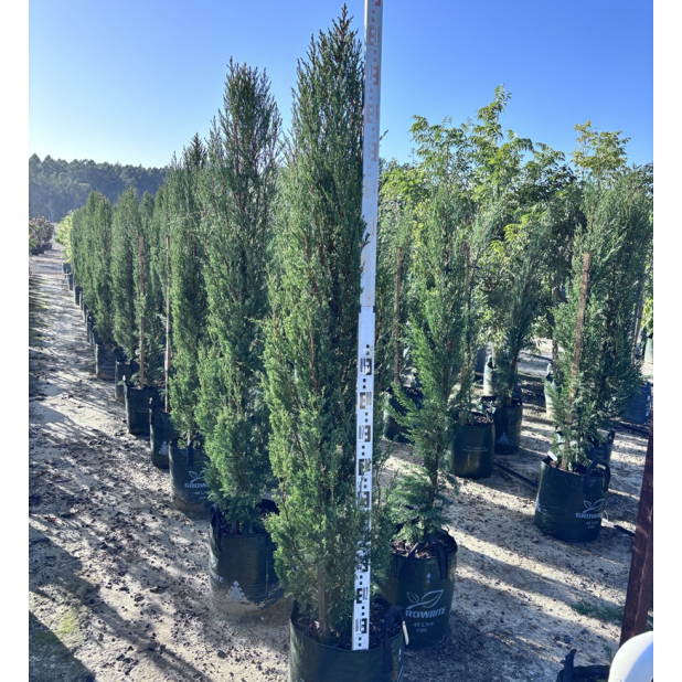 Cupressus sempervirens 'Nitschkes Needles' - Pencil Pine Conifer