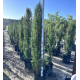 Cupressus sempervirens 'Nitschkes Needles' - Pencil Pine Conifer
