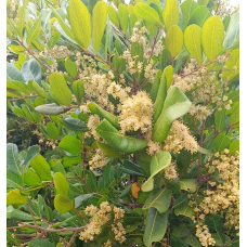Cupaniopsis anacardioides - Tuckeroo, Carrotwood