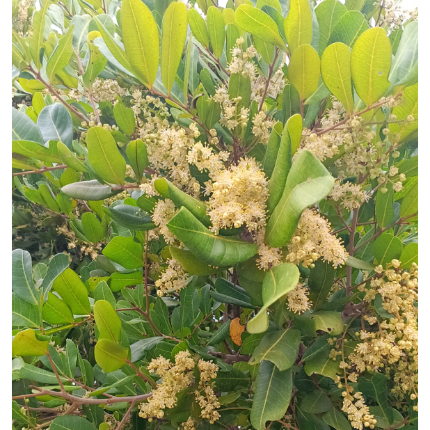 Cupaniopsis anacardioides - Tuckeroo, Carrotwood