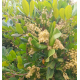 Cupaniopsis anacardioides - Tuckeroo, Carrotwood