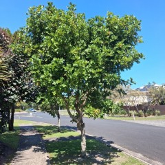 Canopy & Shade Trees