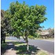 Cupaniopsis anacardioides - Tuckeroo, Carrotwood