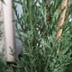 Cupressus sempervirens Glauca - Pencil Pine Conifer