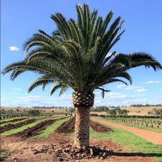 Phoenix canariensis - Canary Island Date Palm