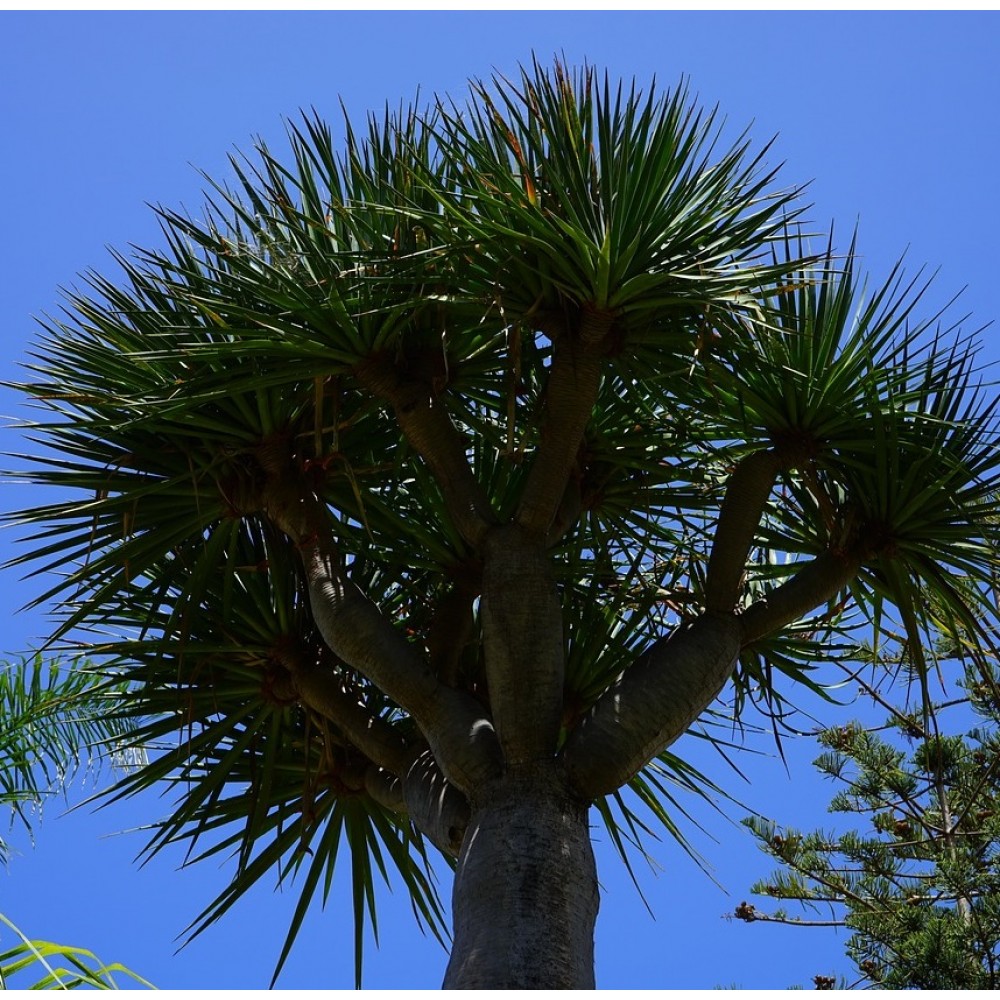 Dragon Tree