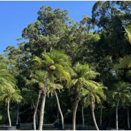 Phoenix roebelenii - Dwarf Date Palm, Pygmy Date Palm