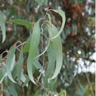 Eucalyptus Trees - Gum Trees - bauerianna, crebra, micrcorya, olucanna, punctata, robusta, saligna, tereticornis