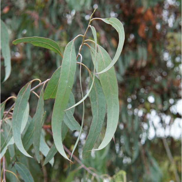 Eucalyptus Trees - Gum Trees - bauerianna, crebra, micrcorya, olucanna, punctata, robusta, saligna, tereticornis