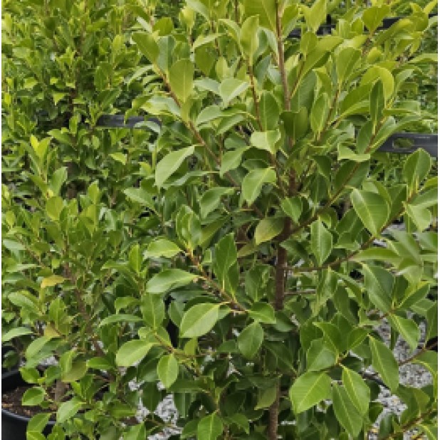 Ficus microcarpa hillii 'Flash'- Hill's Fig