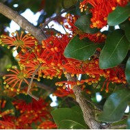 Stenocarpus sinuatus - Firewheel Tree