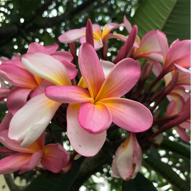Plumeria acutifolia 'Pink', 'Red', 'White', Tricolor' - Frangipani