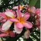 Plumeria acutifolia 'Pink', 'Red', 'White', Tricolor' - Frangipani