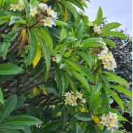 Plumeria acutifolia 'Pink', 'Red', 'White', Tricolor' - Frangipani