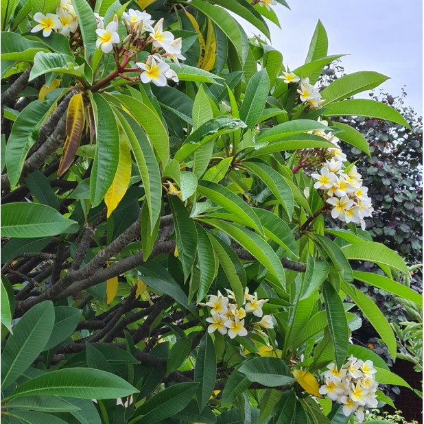 Plumeria acutifolia 'Pink', 'Red', 'White', Tricolor' - Frangipani