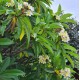 Plumeria acutifolia 'Pink', 'Red', 'White', Tricolor' - Frangipani