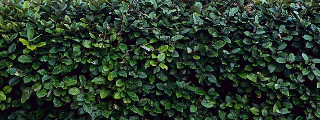 The Best Trees for Tall Screening