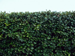 The Best Trees for Tall Screening