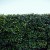 The Best Trees for Tall Screening